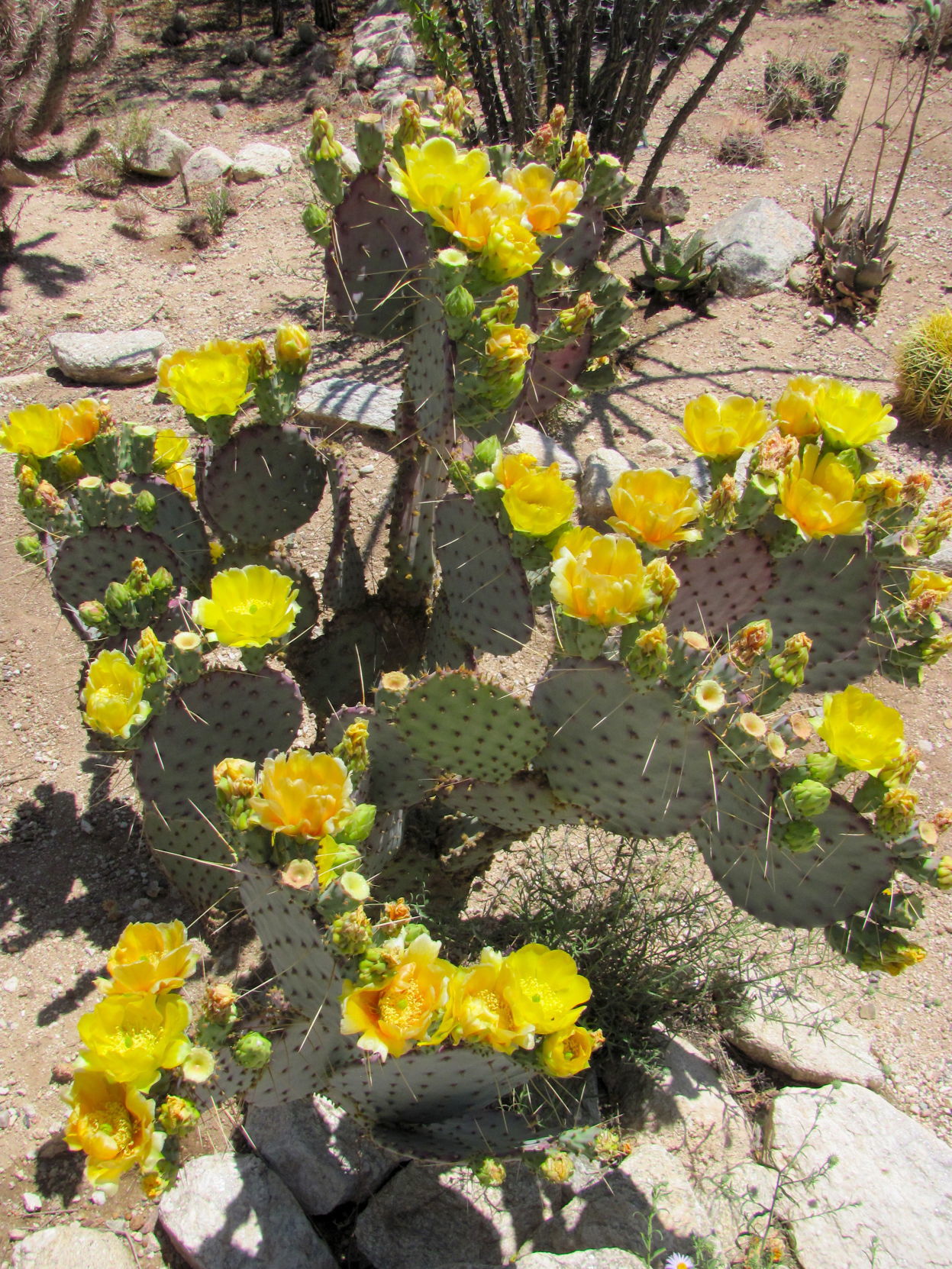 Blooms at Prickly Park